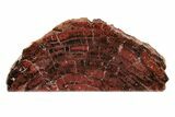 Black and Red Petrified Wood (Araucarioxylon) Stand-up - Arizona #199038-1